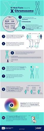 What Does X Chromosome Code for?