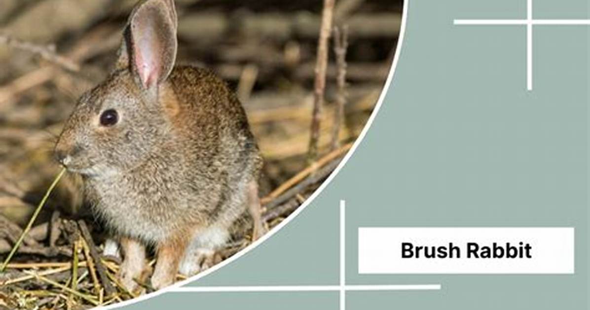 What Eats a Brush Rabbit