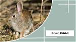 What Eats a Brush Rabbit
