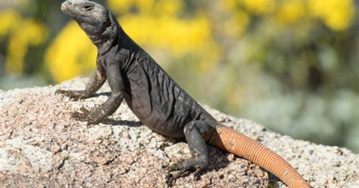 What Eats a Chuckwalla?