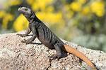 What Eats a Chuckwalla?