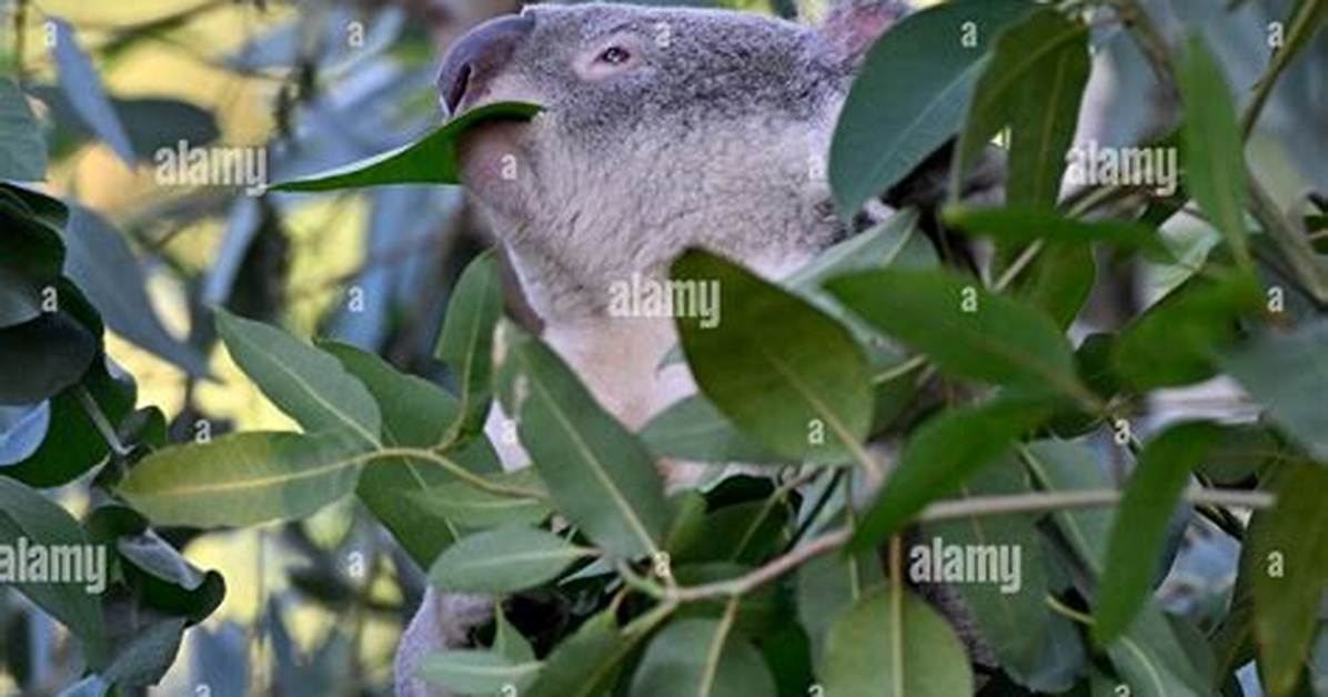 What Eats a Eucalyptus Tree?