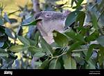 What Eats a Eucalyptus Tree?