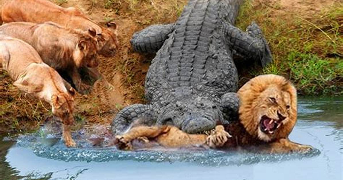 What Eats a Lion
