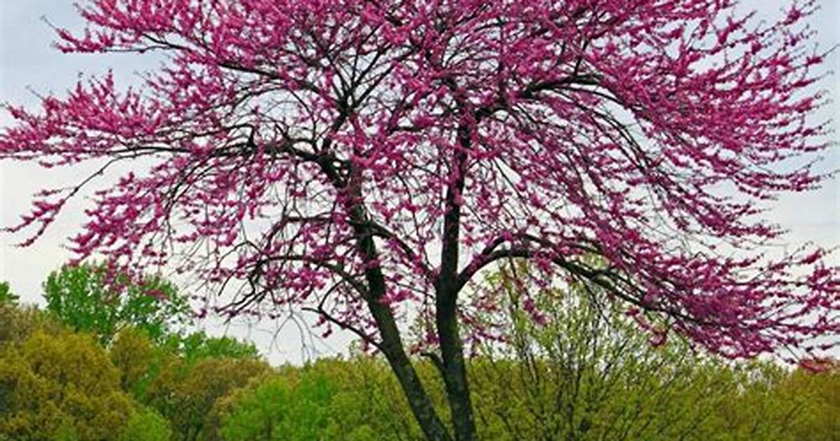 What Eats a Redbud Tree