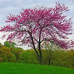 What Eats a Redbud Tree