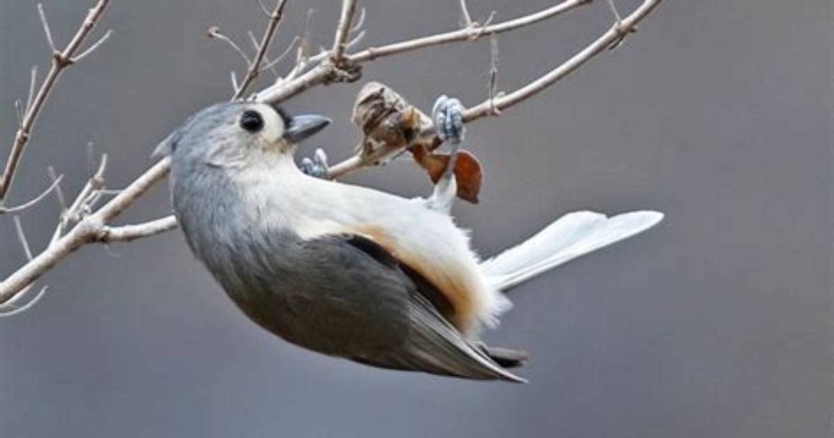 What Eats a Tufted Titmouse