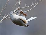 What Eats a Tufted Titmouse