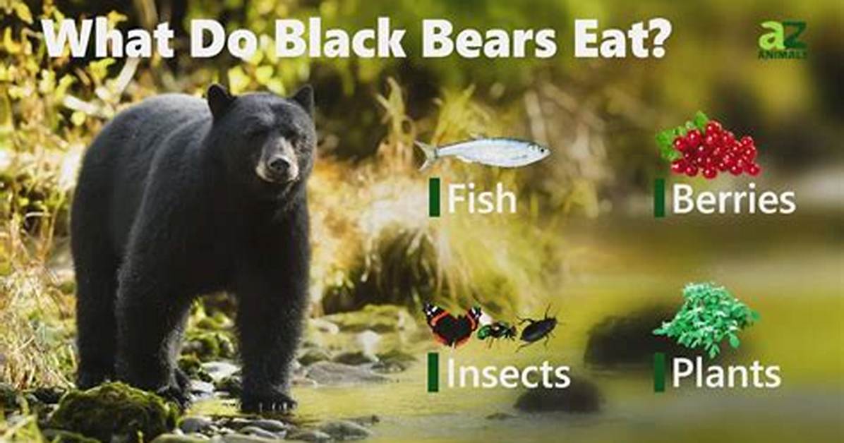 What Eats Black Bears