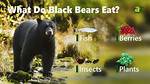 What Eats Black Bears