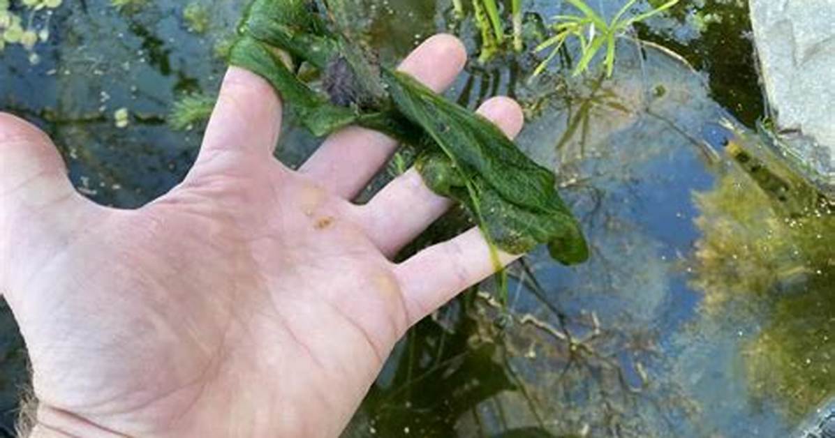 What Eats Blanket Weed?