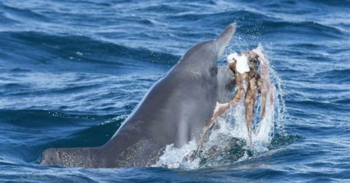 What Eats Bottlenose Dolphins?