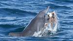 What Eats Bottlenose Dolphins?