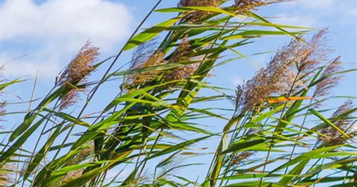 What Eats Common Reed