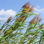 What Eats Common Reed