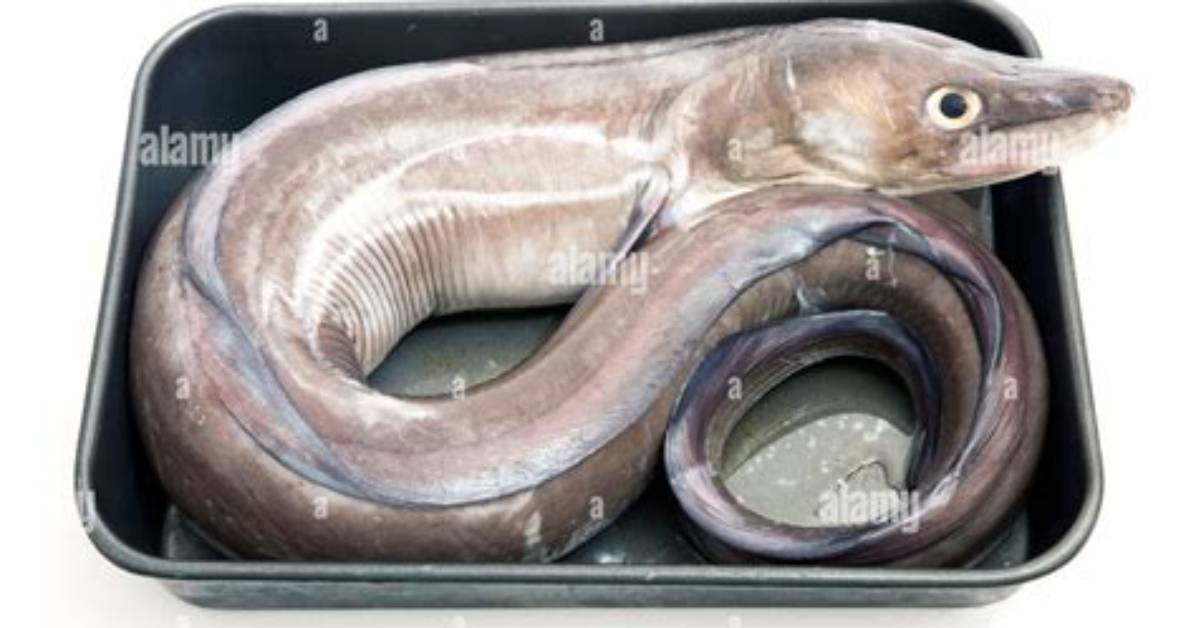 What Eats Conger Eels?