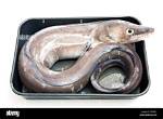 What Eats Conger Eels?