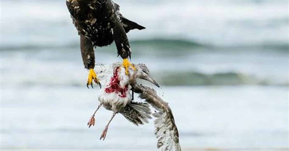 What Eats Eagles