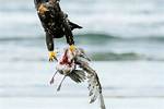 What Eats Eagles