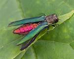 What Eats Emerald Ash Borer