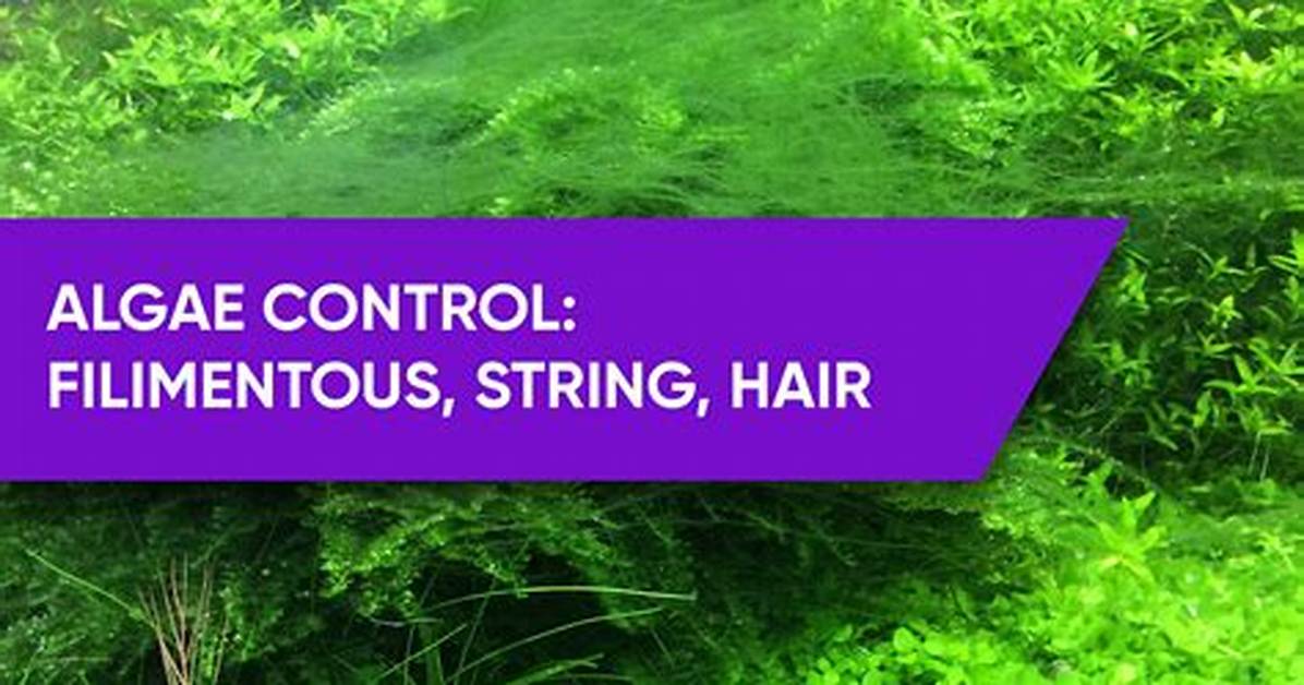 What Eats Filamentous Algae?