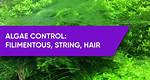 What Eats Filamentous Algae?