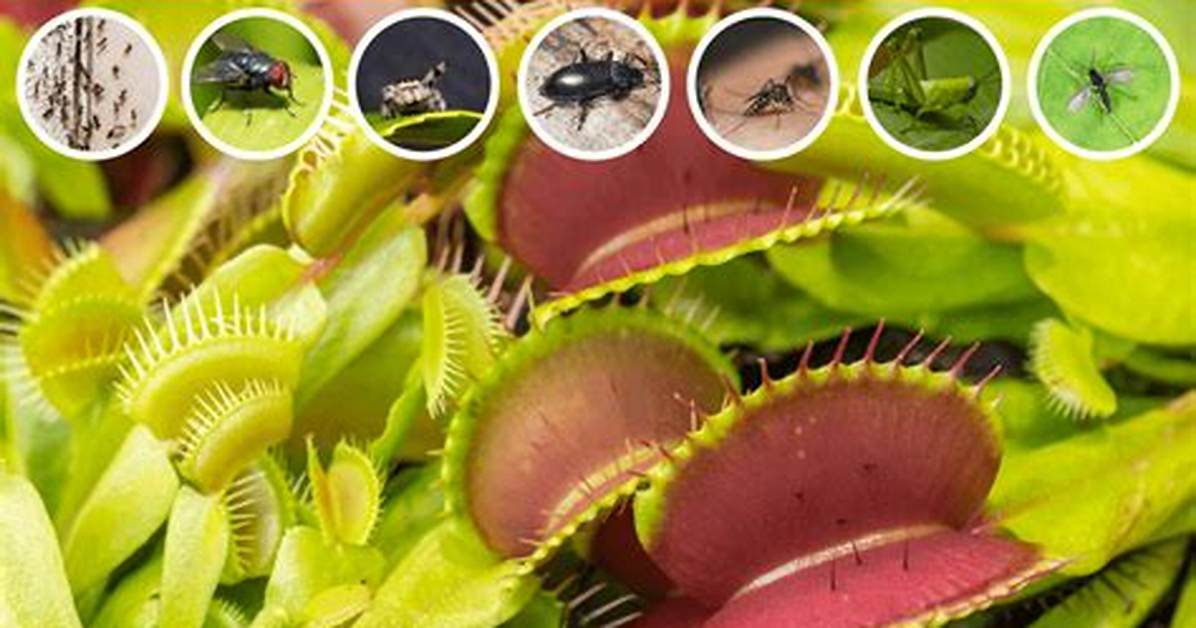What Eats Flies