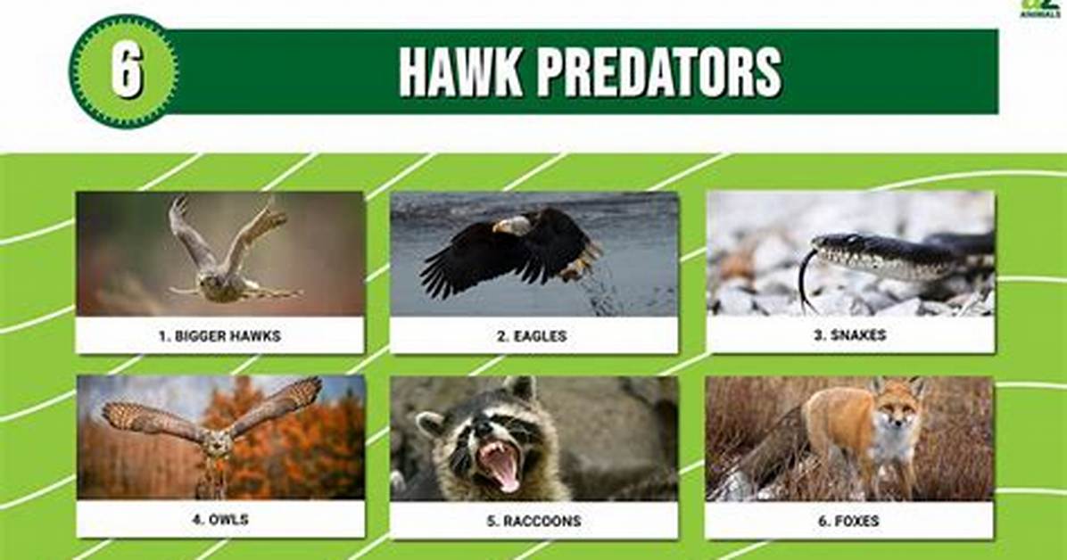 What Eats Hawks