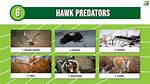 What Eats Hawks