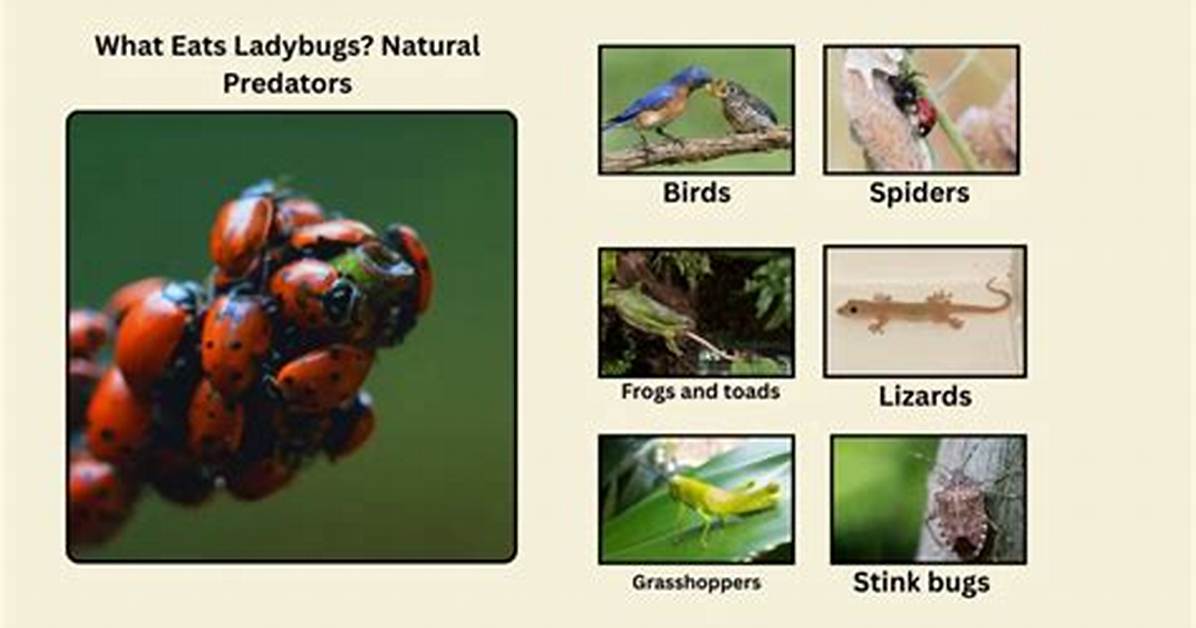 What Eats Ladybugs