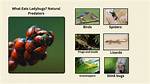 What Eats Ladybugs