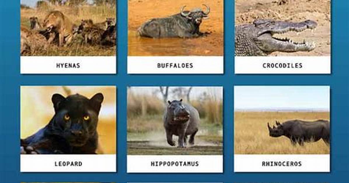 What Eats Lions