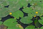 What Eats Nuphar Lutea?