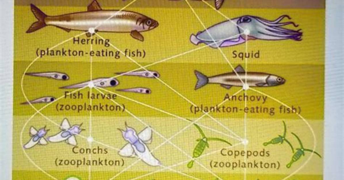 What Eats Phytoplankton