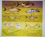 What Eats Phytoplankton