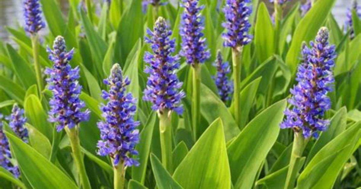 What Eats Pickerel Weed?