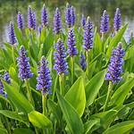 What Eats Pickerel Weed?