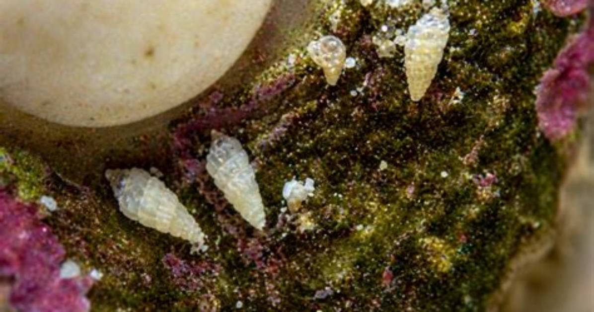 What Eats Pyramidellid Snails?