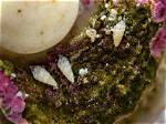 What Eats Pyramidellid Snails?