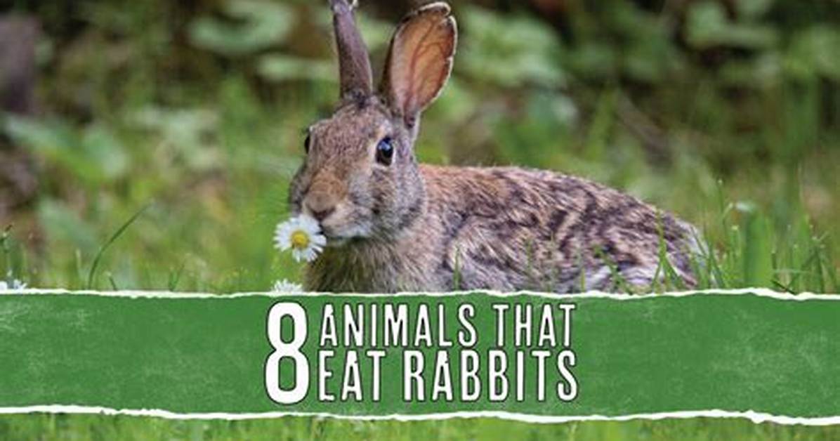 What Eats Rabbits