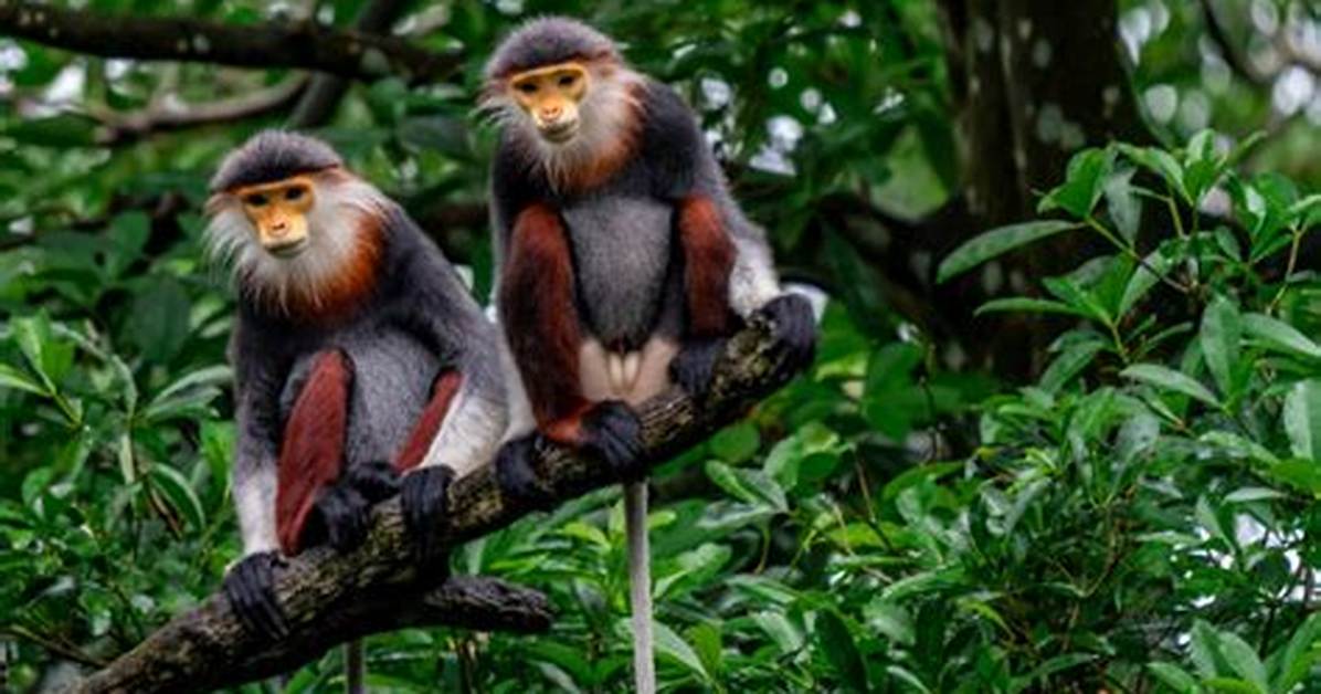 What Eats Red-Shanked Douc?