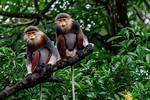 What Eats Red-Shanked Douc?
