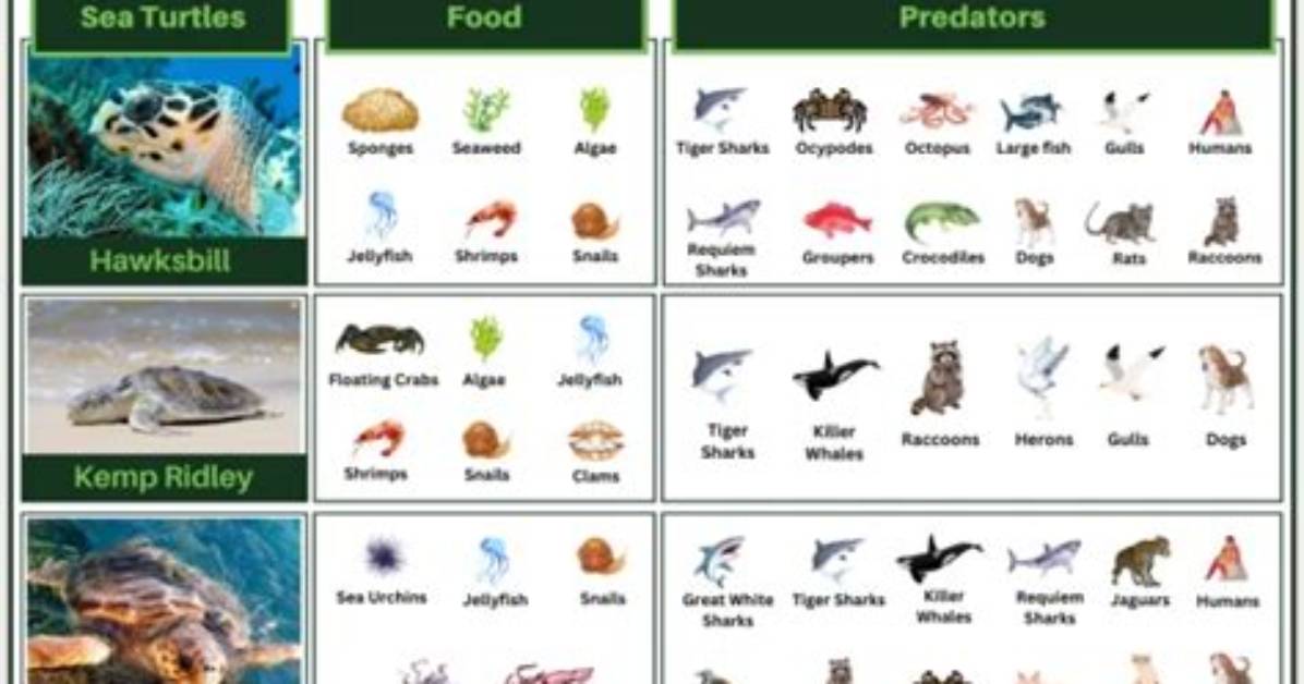 What Eats Sea Turtles