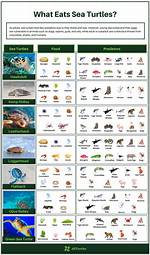 What Eats Sea Turtles