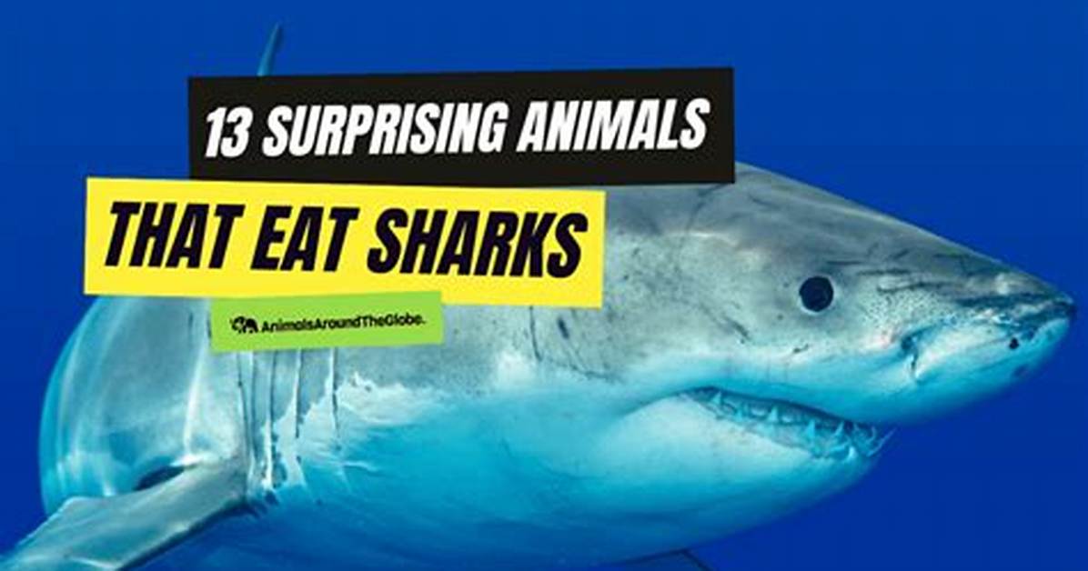 What Eats Sharks