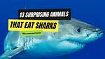 What Eats Sharks