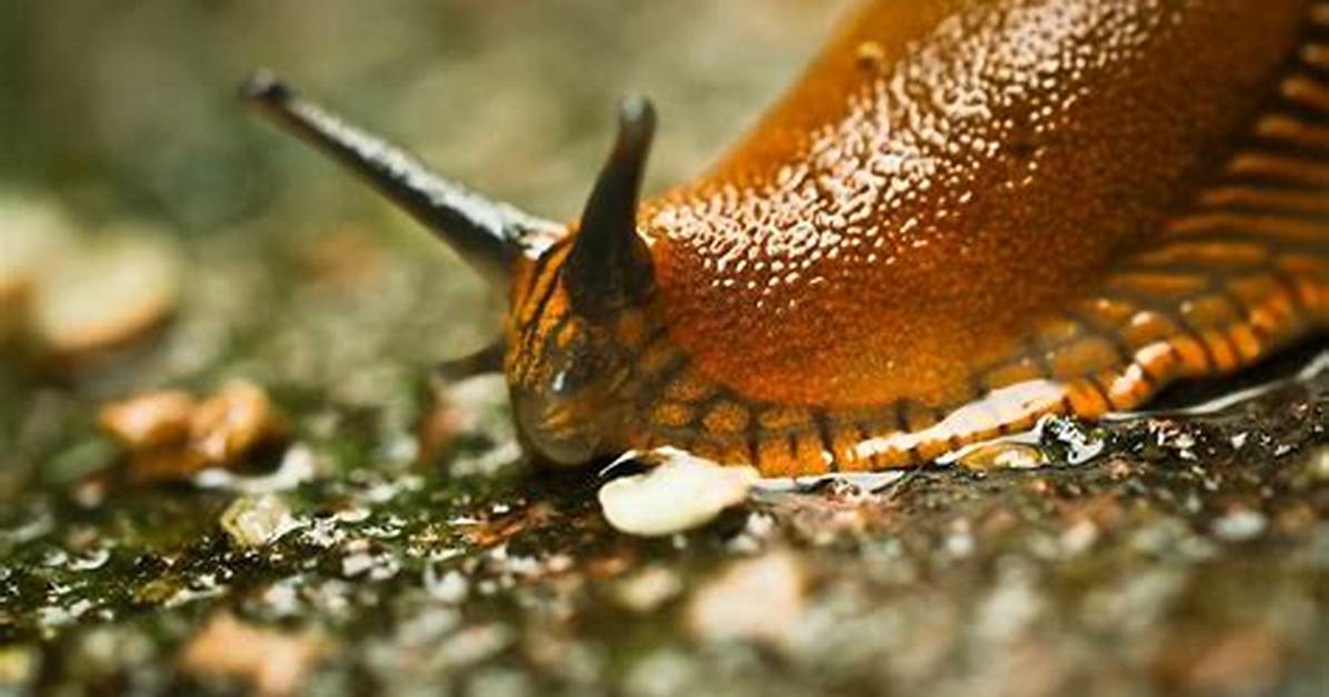 What Eats Slugs