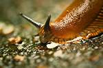 What Eats Slugs