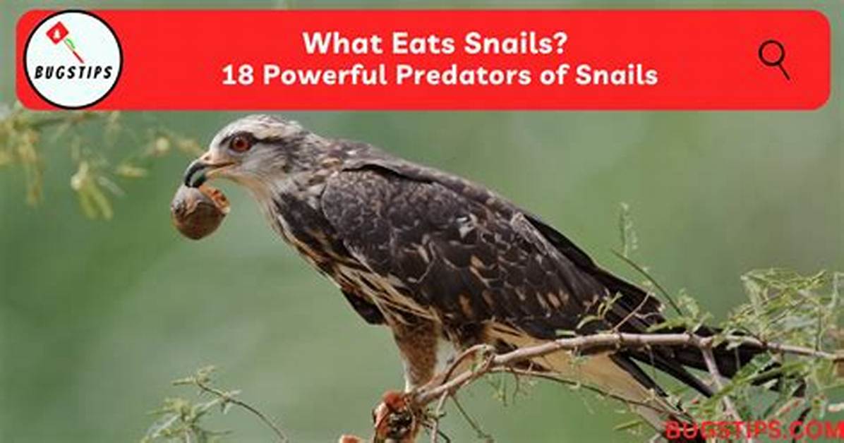 What Eats Snails