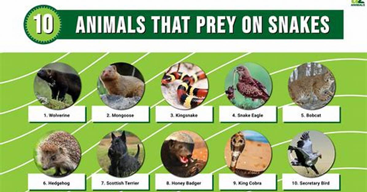 What Eats Snakes